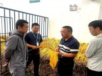冬虫夏草(秋)价格查询 冬虫夏草(秋)什么价格？