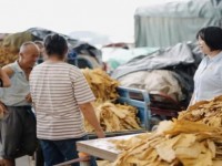 法国高卢(Blondes日版)批发价格是多少？法国高卢(Blondes日版)什么价格？