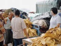 百乐(榴莲)价格表和图片百乐(榴莲)什么价格？