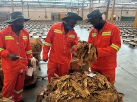 津巴布韦烟草产量上升，价格却下跌